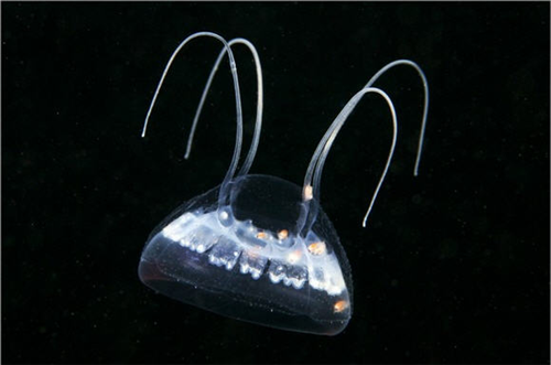 width=433