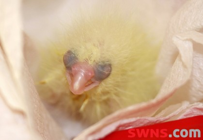 width=449