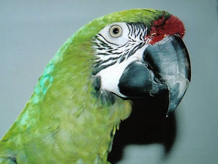 width=436
