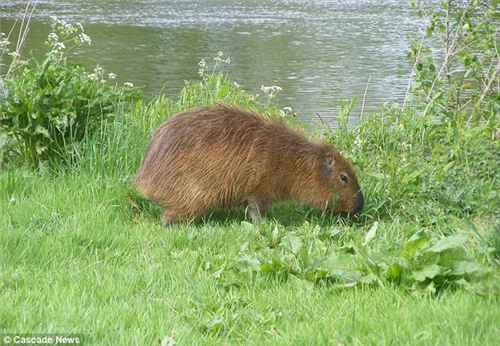 width=449