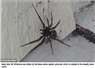 Camnews