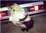 Camnews