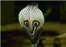 Camnews