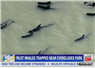 Camnews