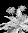 Camnews