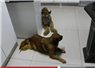 Camnews