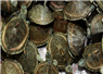 Camnews