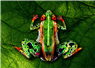 Camnews