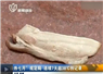 Camnews