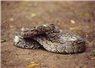 Camnews