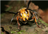 Camnews