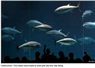 Camnews