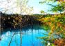 Camnews