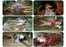 Camnews