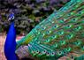 Camnews