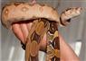 Camnews