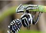 Camnews