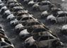 Camnews