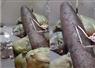 Camnews