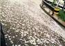 Camnews