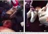 Camnews