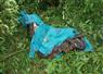 Camnews