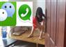 Camnews