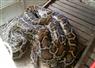 Camnews
