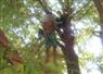 Camnews