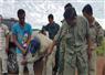 Camnews