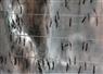 Camnews