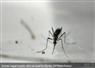 Camnews