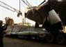 Camnews