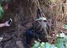 Camnews