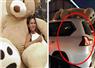 Camnews