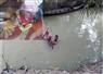 Camnews