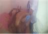 Camnews