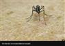 Camnews