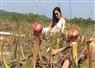 Camnews