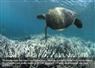 Camnews