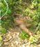 Camnews