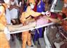 Camnews