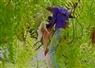 Camnews
