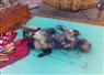 Camnews