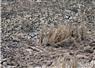 Camnews