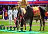 Camnews