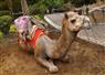 Camnews