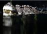 Camnews