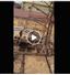 Camnews
