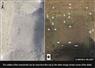 Camnews
